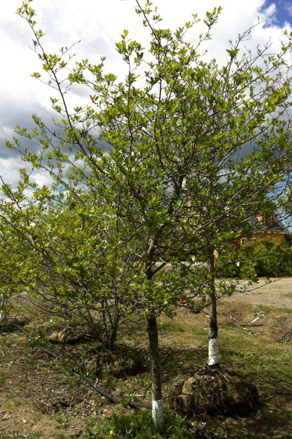 Crataegus crus-galli inermis