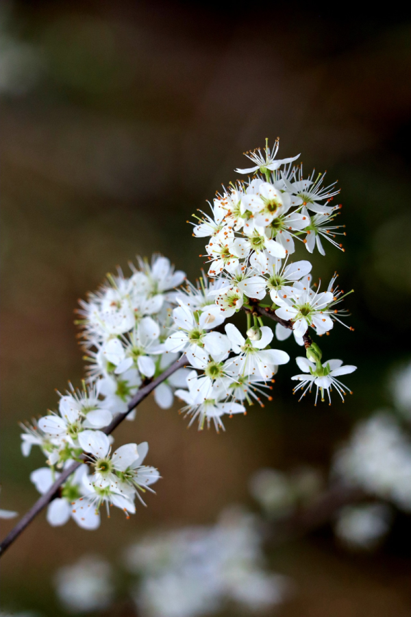 Crataegus crus-galli inermis