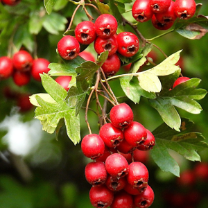 Crataegus laevigata 'Crimson Cloud'