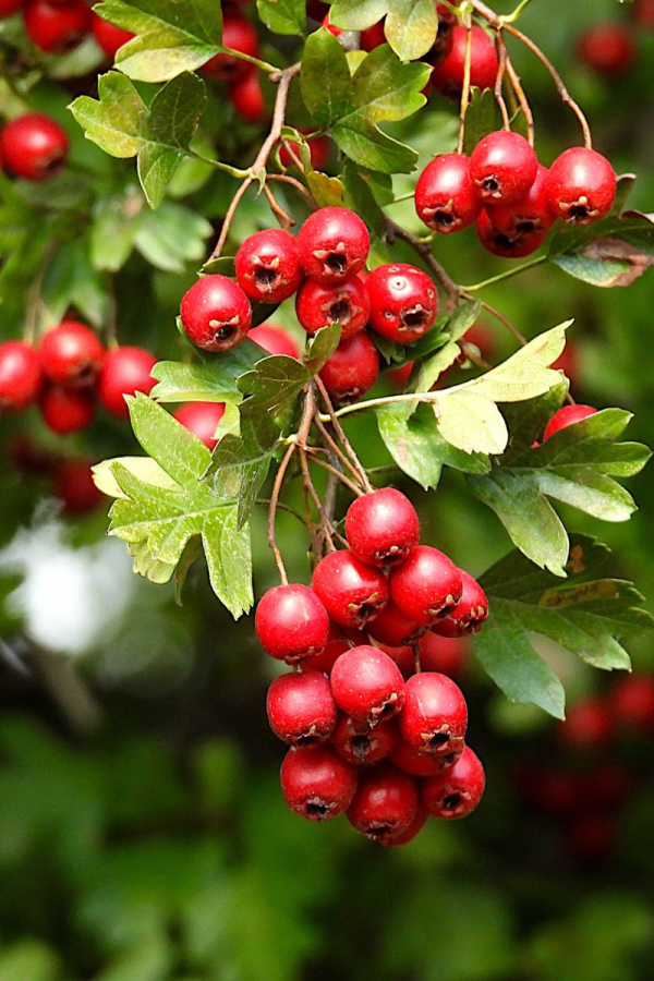 Crataegus laevigata 'Crimson Cloud'