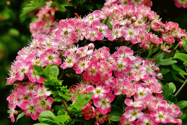 Crataegus laevigata 'Crimson Cloud'