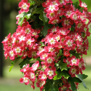 Crataegus laevigata 'Crimson Cloud'