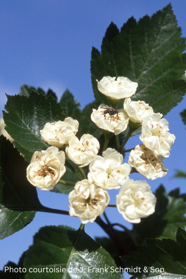 Crataegus mordenensis 'Snowbird'