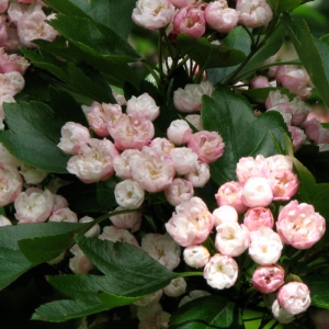 Crataegus mordenensis 'Toba'
