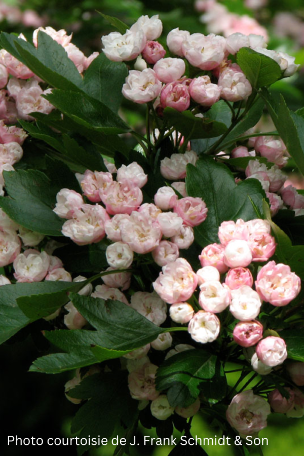 Crataegus mordenensis 'Toba'