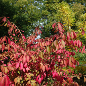 Euonymus alatus 'Compactus'