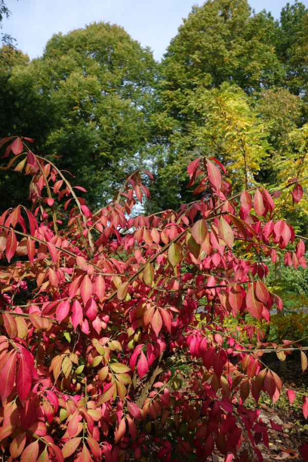 Euonymus alatus 'Compactus'