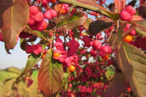 Euonymus alatus 'Compactus'