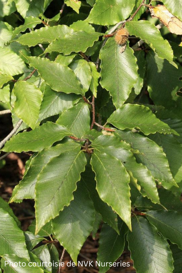 Fagus grandifolia