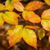 Fagus grandifolia