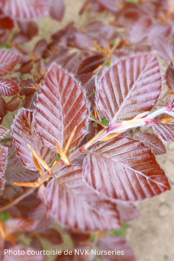 Fagus sylvatica 'Purpurea'