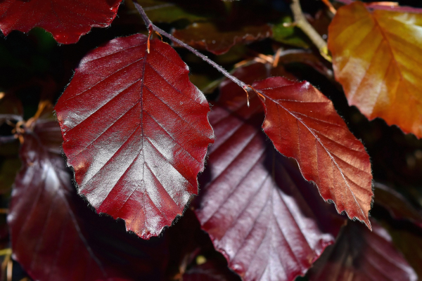 Fagus sylvatica 'Purpurea'