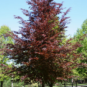 Fagus sylvatica 'Riversii'