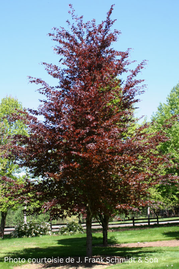 Fagus sylvatica 'Riversii'
