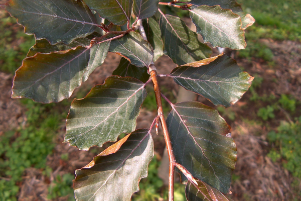 Fagus sylvatica 'Riversii'