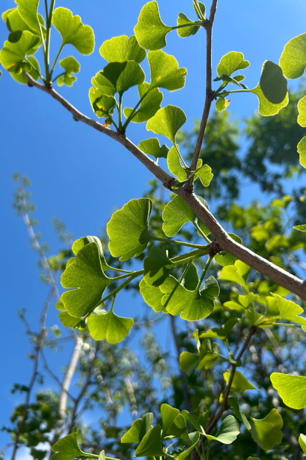 Ginkgo biloba