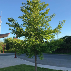 Ginkgo biloba