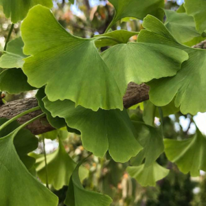 Ginkgo biloba 'Magyar'