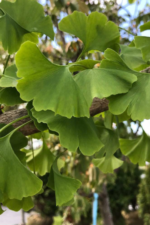 Ginkgo biloba 'Magyar'