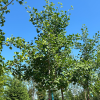 Ginkgo biloba 'Princeton Sentry'