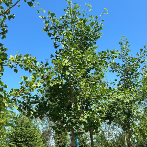 Ginkgo biloba 'Princeton Sentry'