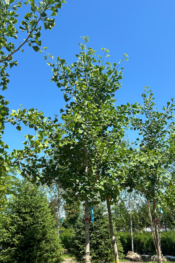 Ginkgo biloba 'Princeton Sentry'