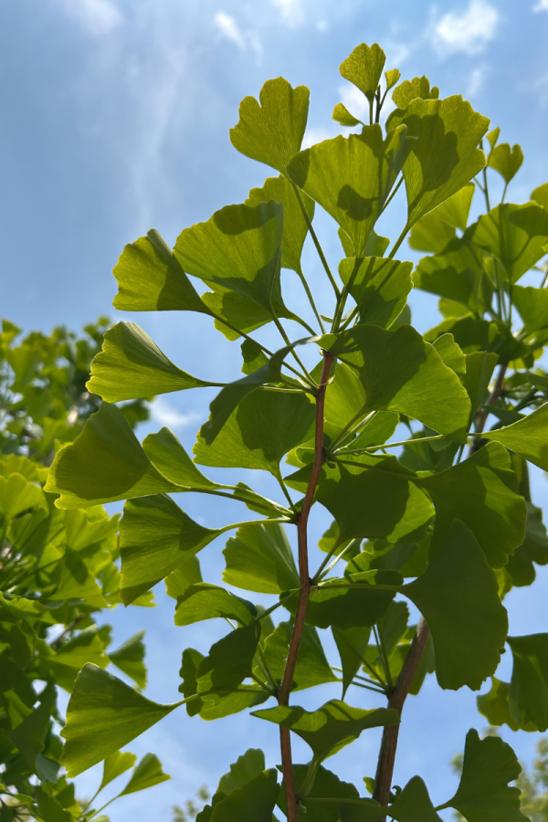Ginkgo biloba 'Princeton Sentry'