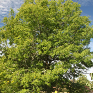 Gleditsia triacanthos inermis 'Skyline'
