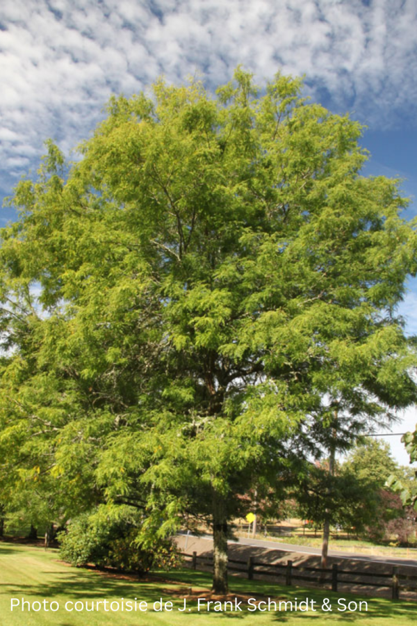 Gleditsia triacanthos inermis 'Skyline'