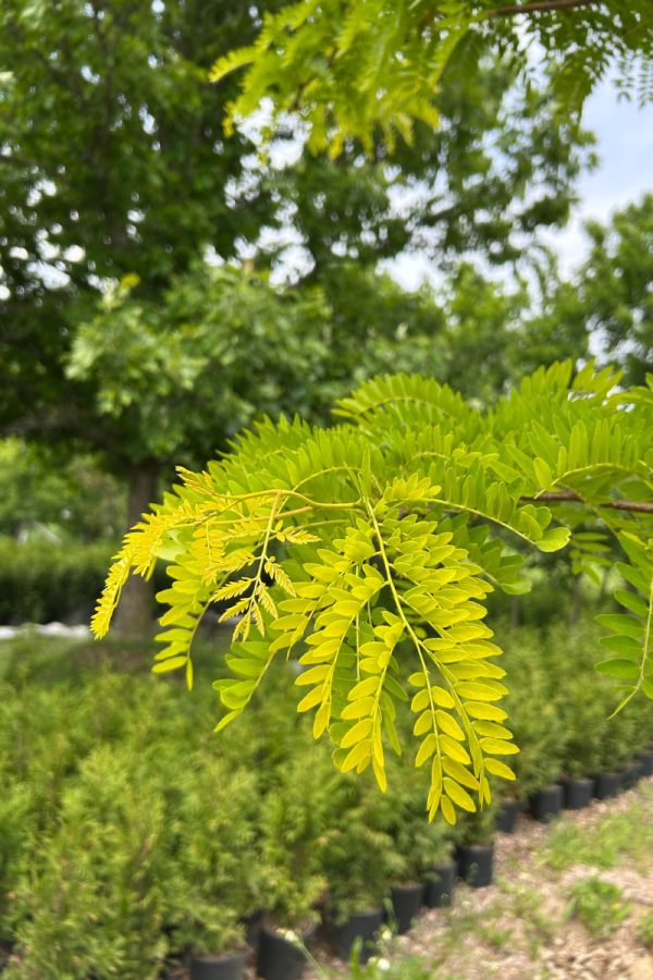 <b><i>Gleditsia triacanthos var. inermis 'Sunburst' ('Suncole')</b></i><br>Févier d'Amérique inerme 'Sunburst' ('Suncole') – Image 2