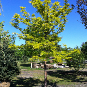 Gleditsia triacanthos inermis 'Sunburst'