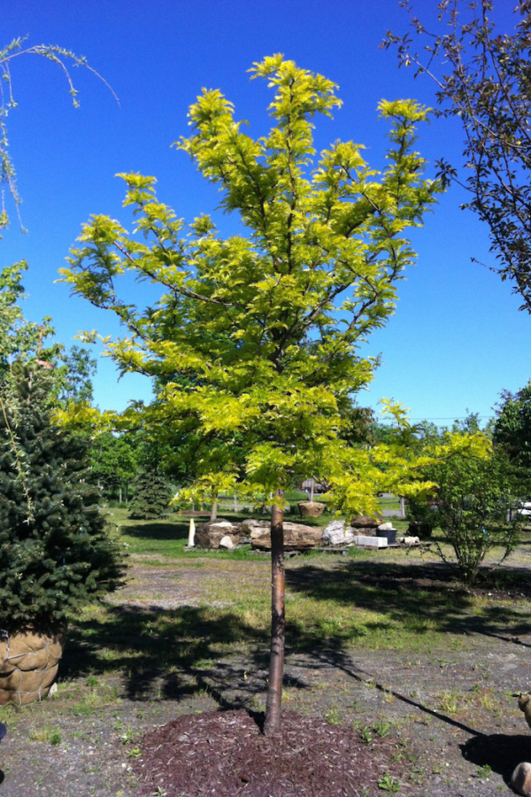 Gleditsia triacanthos inermis 'Sunburst'