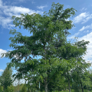 Gleditsia triacanthos inermis 'Shademaster'
