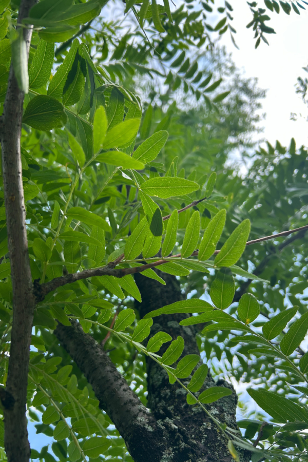 Gleditsia triacanthos inermis 'Shademaster'