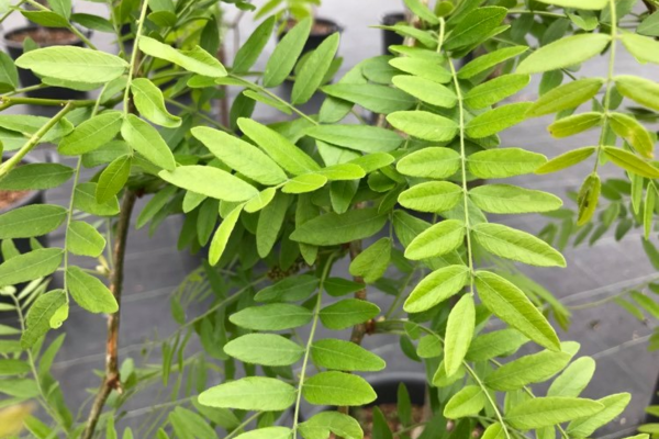 Gleditsia triacanthos inermis 'Shademaster'