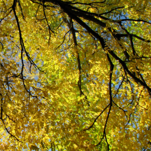 Gymnocladus dioicus