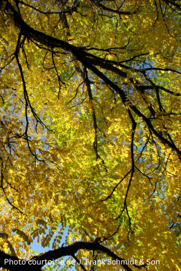 Gymnocladus dioicus