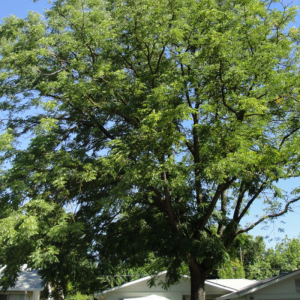 Gymnocladus dioicus 'Espresso'