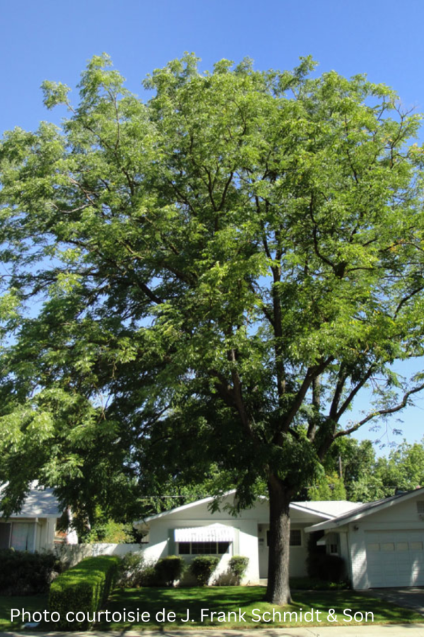 Gymnocladus dioicus 'Espresso'