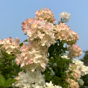 Hydrangea paniculata 'Grandiflora'
