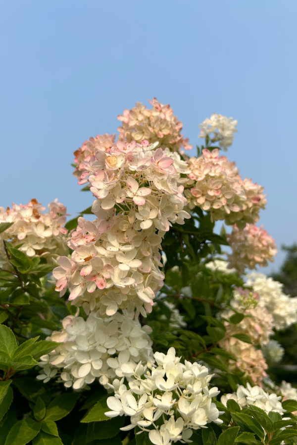 Hydrangea paniculata 'Grandiflora'