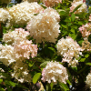 Hydrangea paniculata 'Grandiflora'