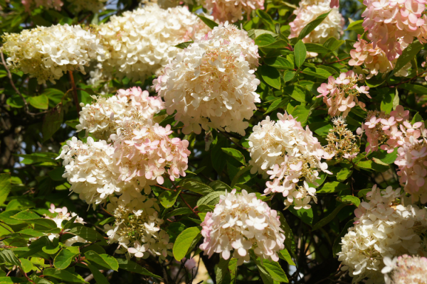 Hydrangea paniculata 'Grandiflora'