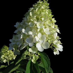 Hydrangea paniculata 'Limelight'