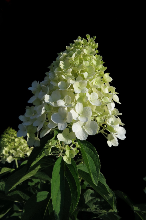 Hydrangea paniculata 'Limelight'