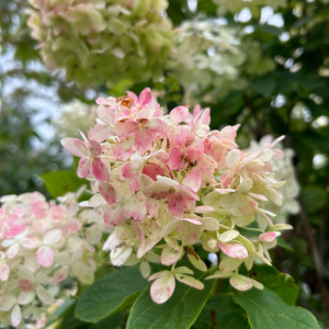 Hydrangea paniculata 'Pink Diamond'