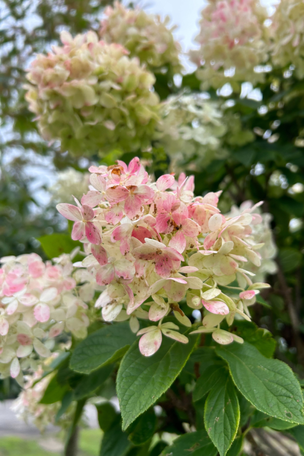 Hydrangea paniculata 'Pink Diamond'