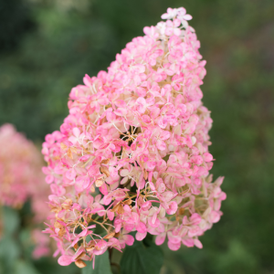 Hydrangea paniculata 'Vanille Fraise'