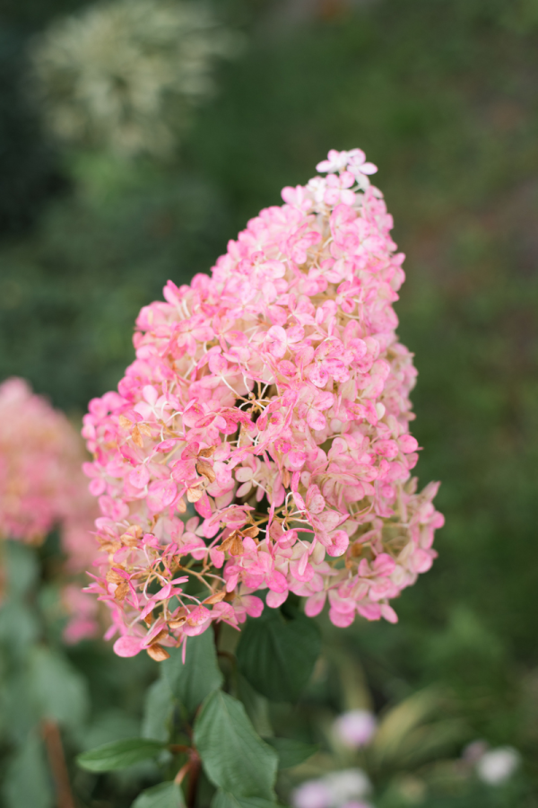 Hydrangea paniculata 'Vanille Fraise'