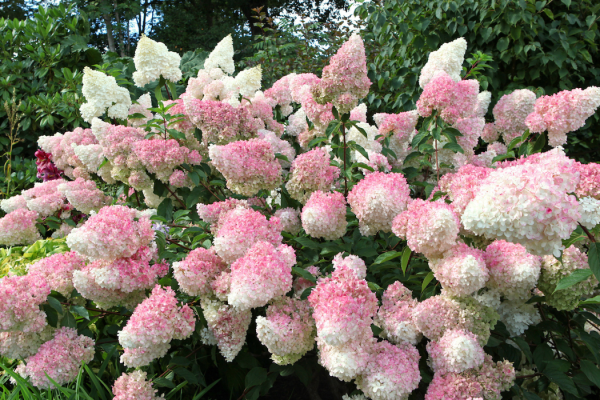 Hydrangea paniculata 'Vanille Fraise'